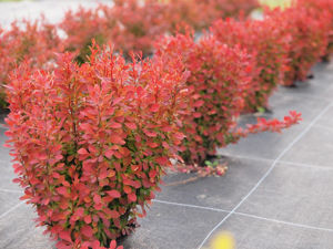 Bild von Berberis